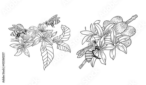 Bee with coffee tree hand drawn illustrations template set