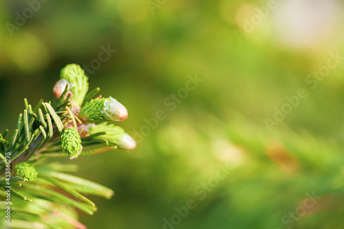 Young shoots of Abies sibirica (or fir, yalitsa, forest doctor) in spring. Macro, selective focus. photo