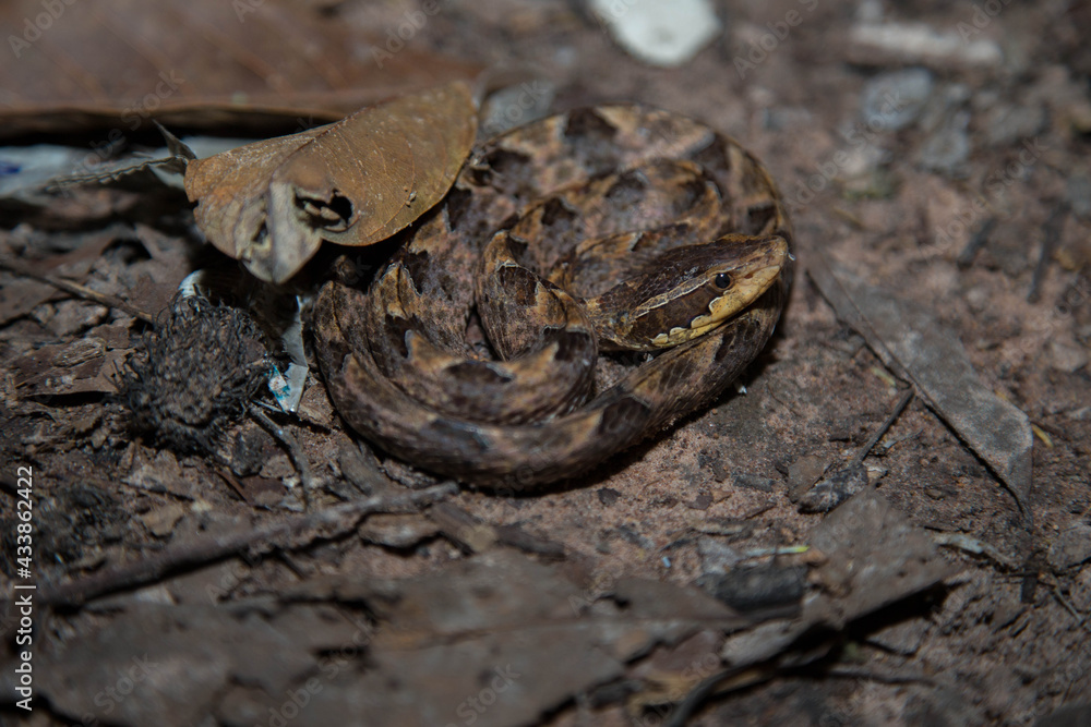 Fototapeta premium Western Cottonmouth (Agkistrodon piscivorus leucostoma)