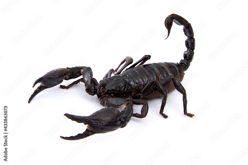 Emperor Scorpion isolated on white background Emperor Scorpion isolated on white background