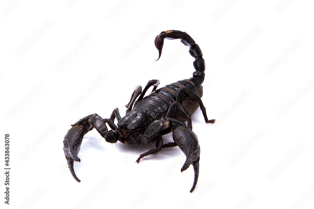 Emperor Scorpion isolated on white background Emperor Scorpion isolated on white background