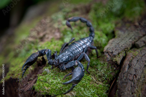 Emperor scorpion is a species of scorpion native to rainforests and savannas in West Africa. It is one of the largest scorpions in the world and lives for 2-3 years. photo