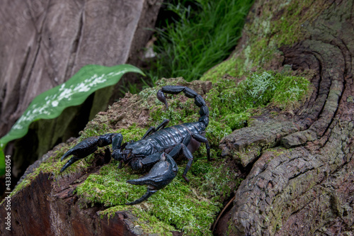 Emperor scorpion is a species of scorpion native to rainforests and savannas in West Africa. It is one of the largest scorpions in the world and lives for 2-3 years.