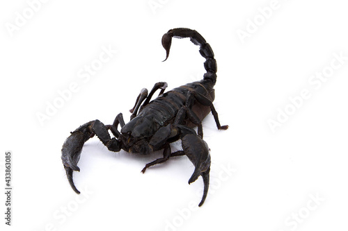 Emperor Scorpion isolated on white background © Somprasong