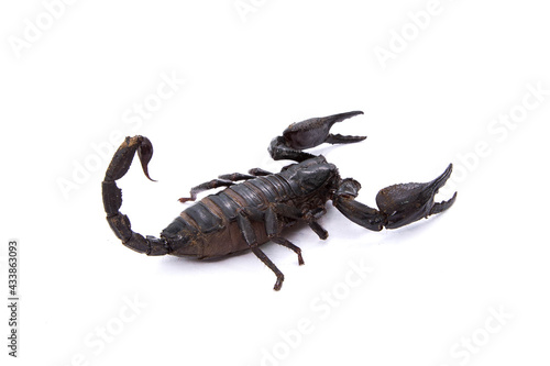 Emperor Scorpion isolated on white background