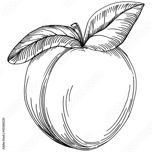 Summer food engraved style retro. Peach sketch vector isolated. Hand drawn illustration fruit. Detailed vintage vegetarian sketch. Great for your design  logo, emblem, label, poster, print, menu