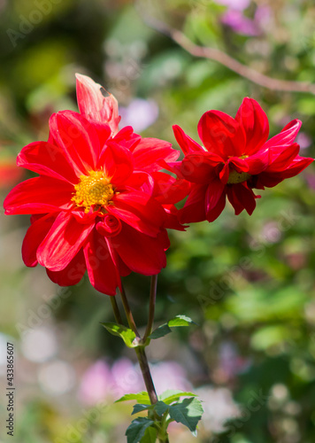 Flores ecuatorianas de color rojo