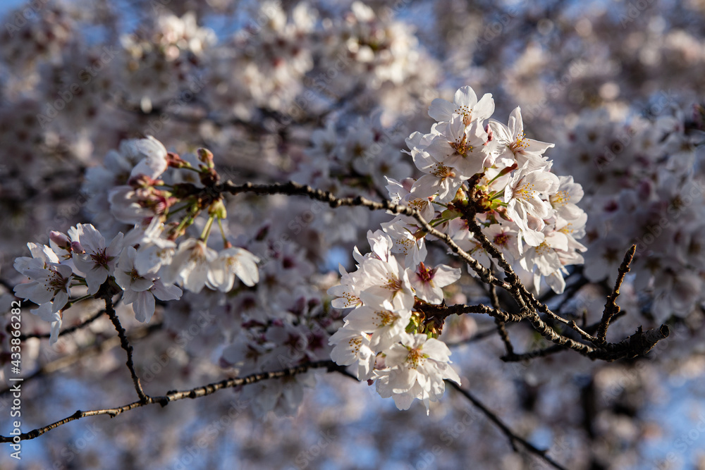 Obraz premium Low angle shot of cherry blossom sakura trees isolated against bright sky perspective with flower petals in spring in Kanagawa in Japan.