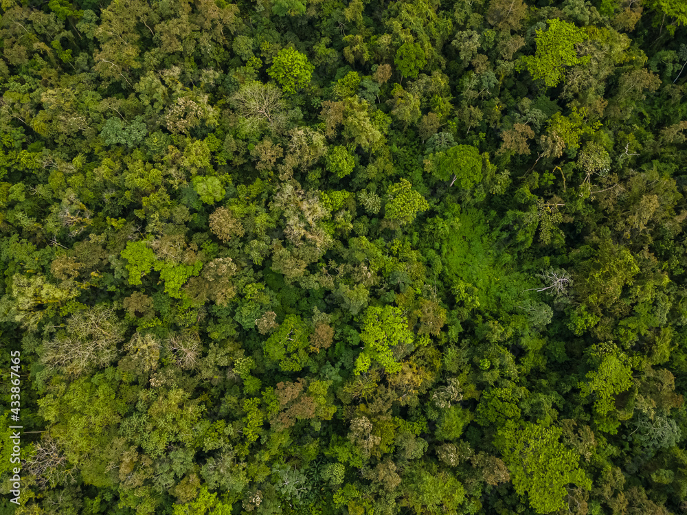 Beautiful aerial view of the tropical rain forest in Costa Rica