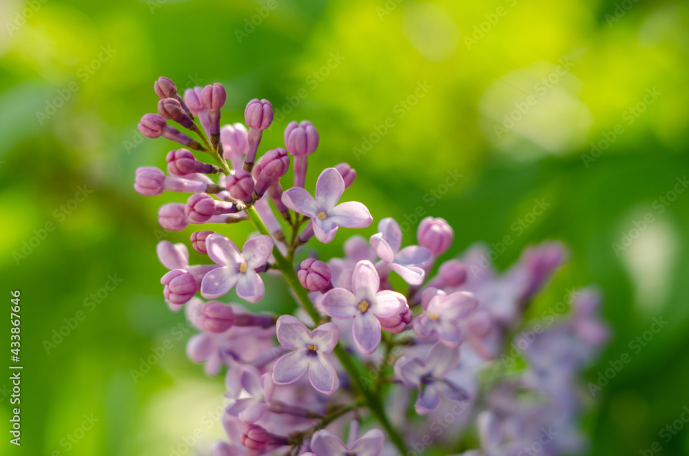 Lovely flowers of blooming purple lilac in the sun Lovely flowers of blooming purple lilac in the sun