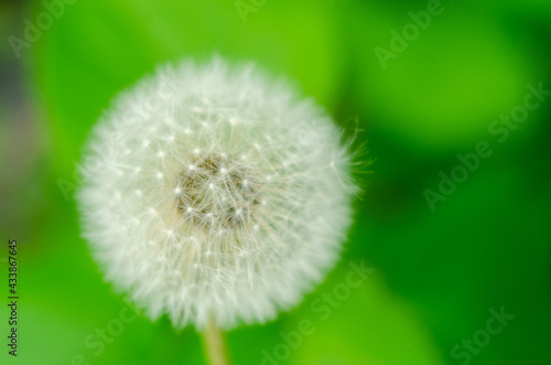 White dandelion close-up on green grass blurred background