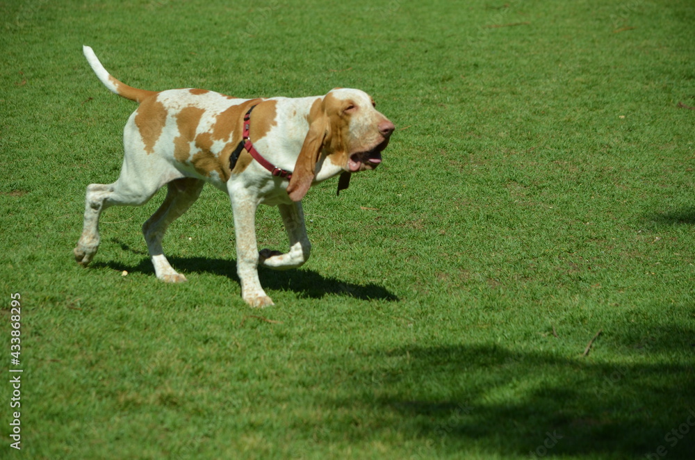 dog running in the park