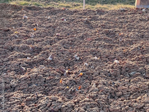 The land just before the tulip bulbs bloom