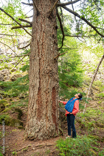 A woman looks at a giant old growth spruce tree.  Whistler BC, Canada. © David