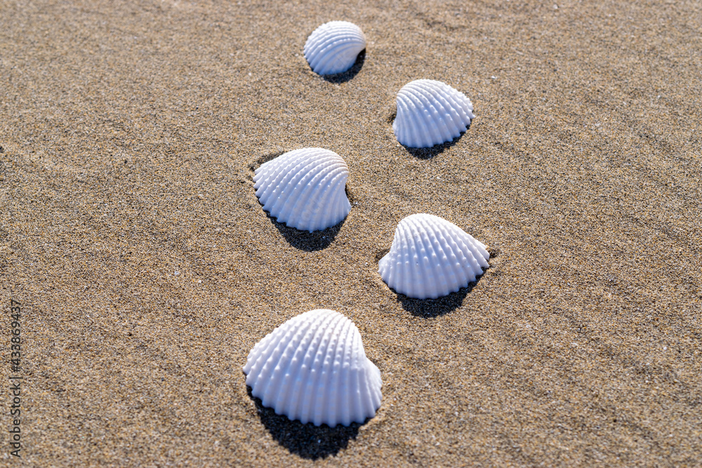 Summer concept background with seashells, shells on sand tropical sea beach. Design of summer vacation holiday concept. Summer concept background with seashells, shells on sand tropical sea beach. Design of summer vacation holiday concept.