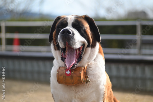 Rescue dog, Saint Bernard with barrel