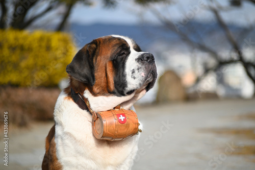 Fototapeta Naklejka Na Ścianę i Meble -  Rescue dog, Saint Bernard with barrel