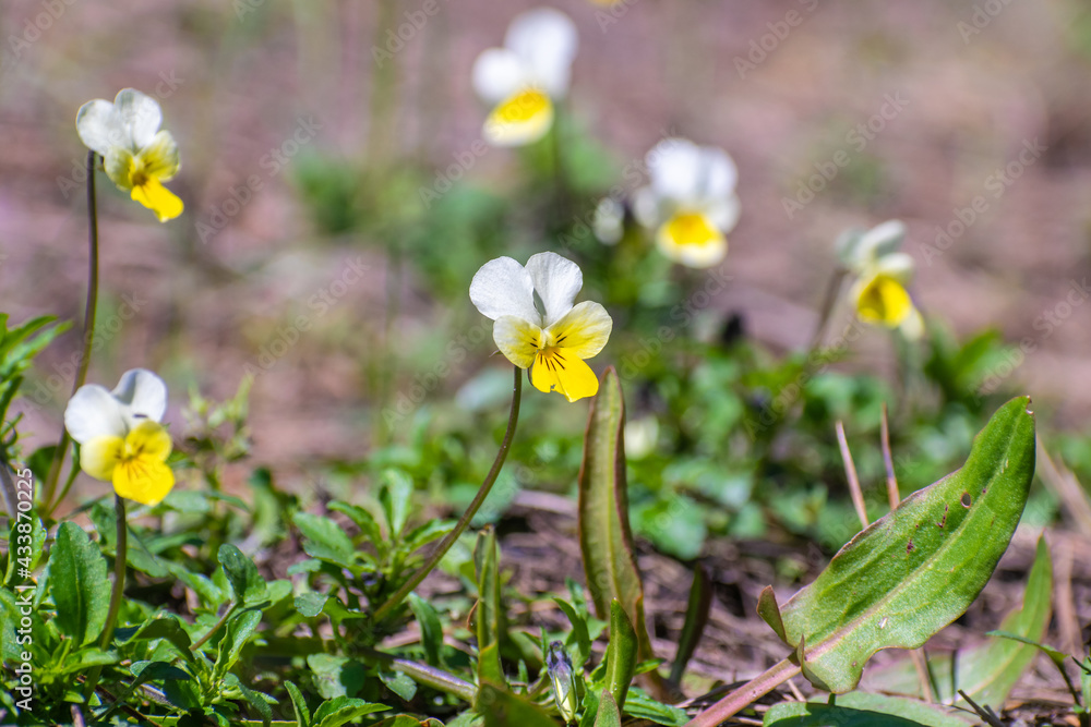 Fototapeta premium Wild pansies in the forest