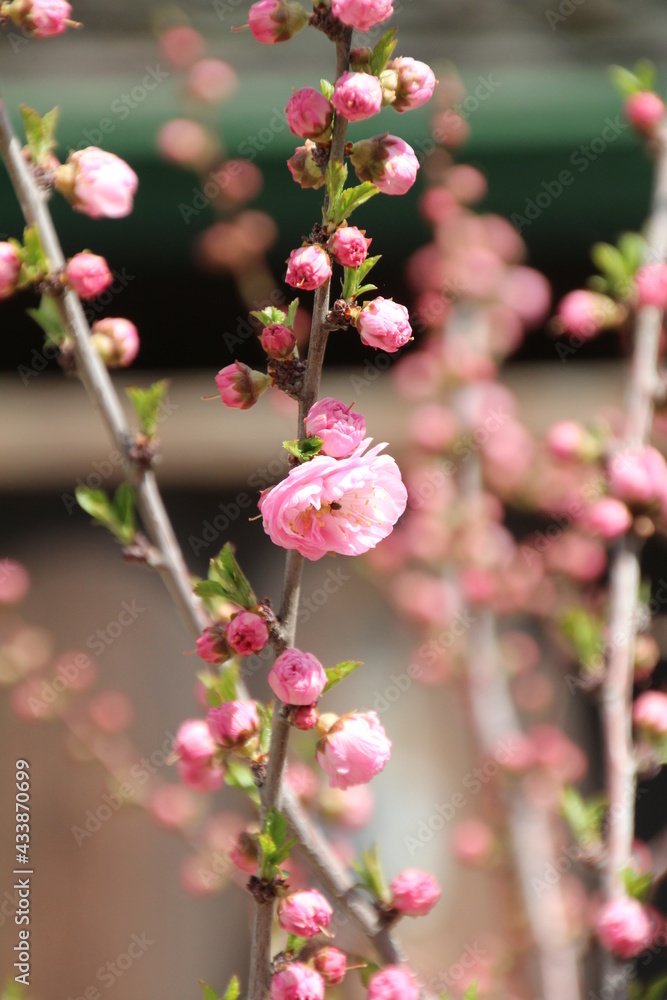 Beauty Of Spring, U of A Botanic Gardens, Devon, Alberta Beauty Of Spring, U of A Botanic Gardens, Devon, Alberta