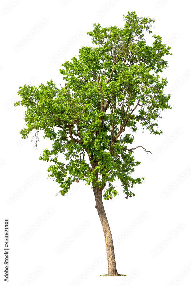 Isolated green tree on white background, Trees isolated on white background, tropical trees isolated used for design, advertising and architecture. Isolated green tree on white background, Trees isolated on white background, tropical trees isolated used for design, advertising and architecture.