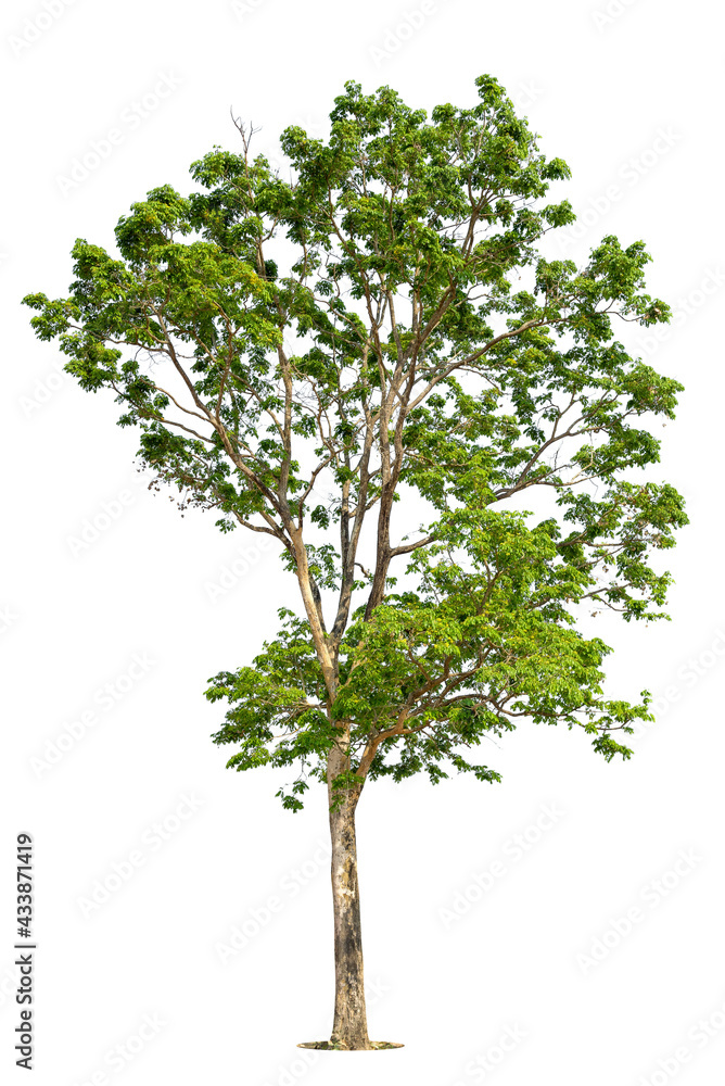 Isolated green tree on white background, Trees isolated on white background, tropical trees isolated used for design, advertising and architecture. Isolated green tree on white background, Trees isolated on white background, tropical trees isolated used for design, advertising and architecture.