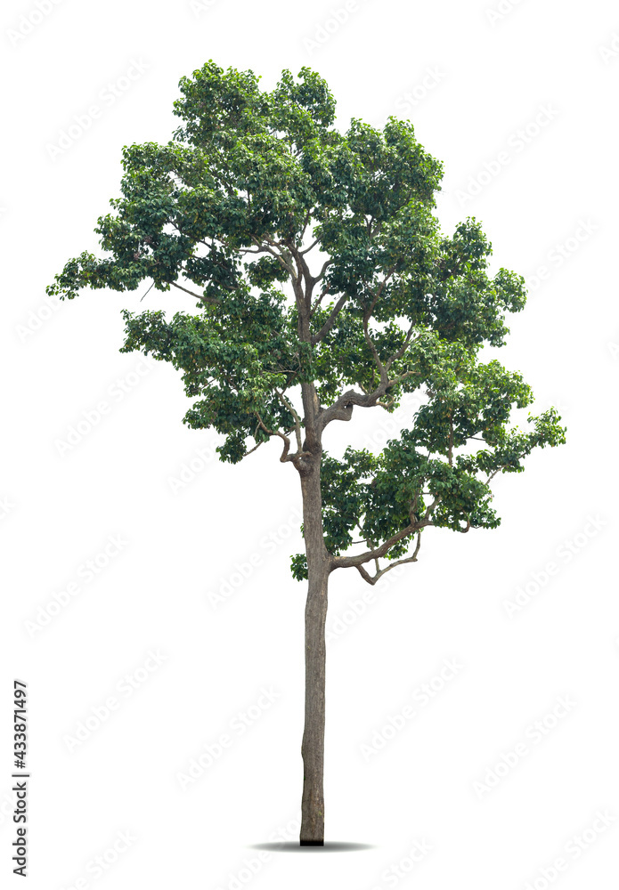 Isolated green tree on white background, Trees isolated on white background, tropical trees isolated used for design, advertising and architecture. Isolated green tree on white background, Trees isolated on white background, tropical trees isolated used for design, advertising and architecture.