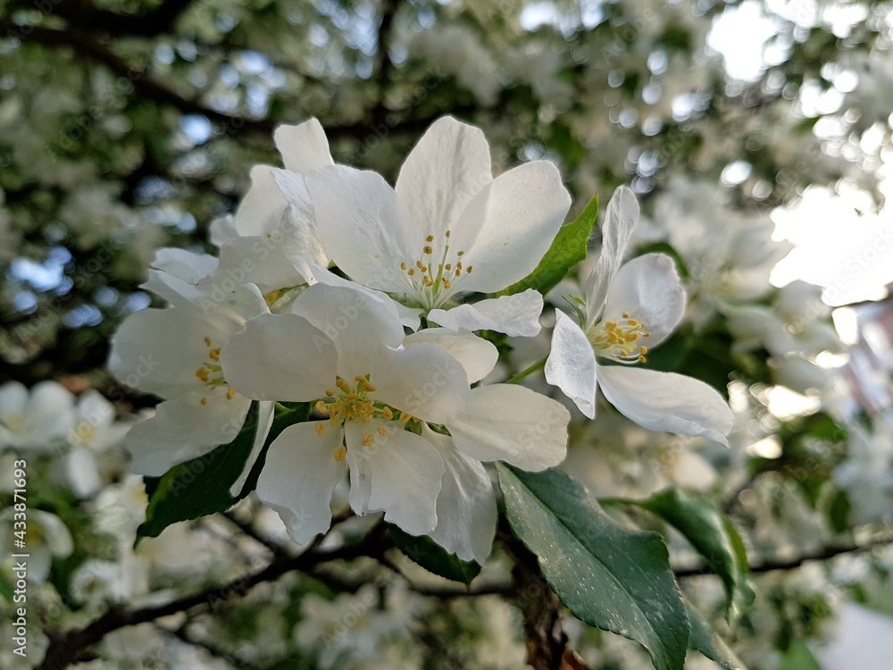 White flowers of apple tree on a branch White flowers of apple tree on a branch
