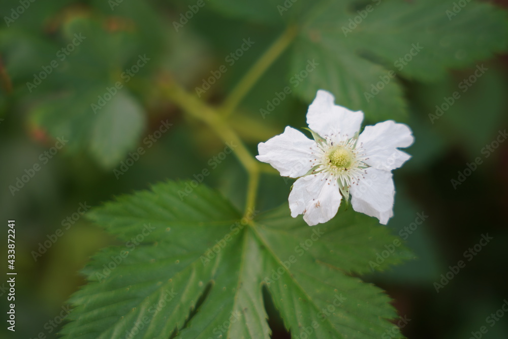 白い一輪の花 白い一輪の花