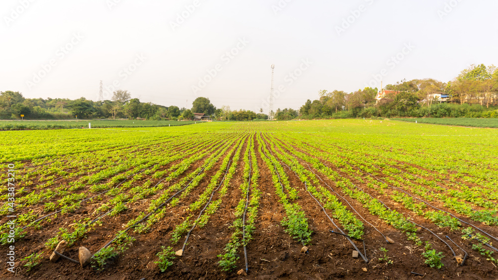 Obraz premium The landscape of plantation young green peanut in farming