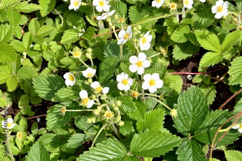 Small flowers of forest strawberries (Latin. Fragaria vsca)