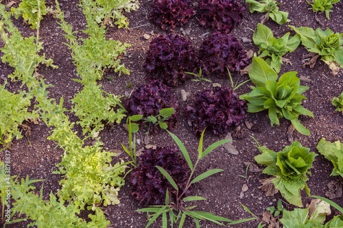 Growing vegetables in the farm's vegetable garden.