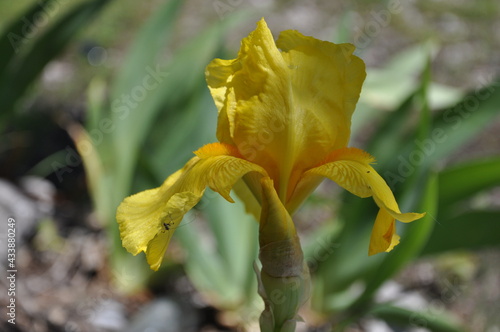 Iris flower with green leaves. Yellow bearded iris blooming in spring time on an overcast day