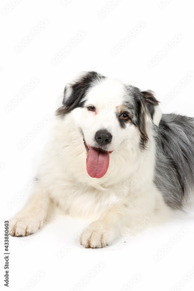 Fototapeta premium australian shepherd dog