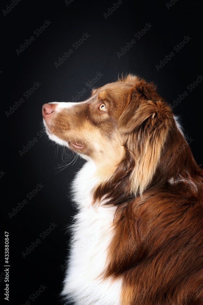 Fototapeta premium australian shepherd dog