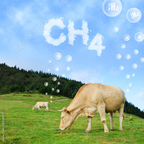 Cow grazing on pasture with CH4 text from clouds at the background. The concept of methane emissions from livestock. photo