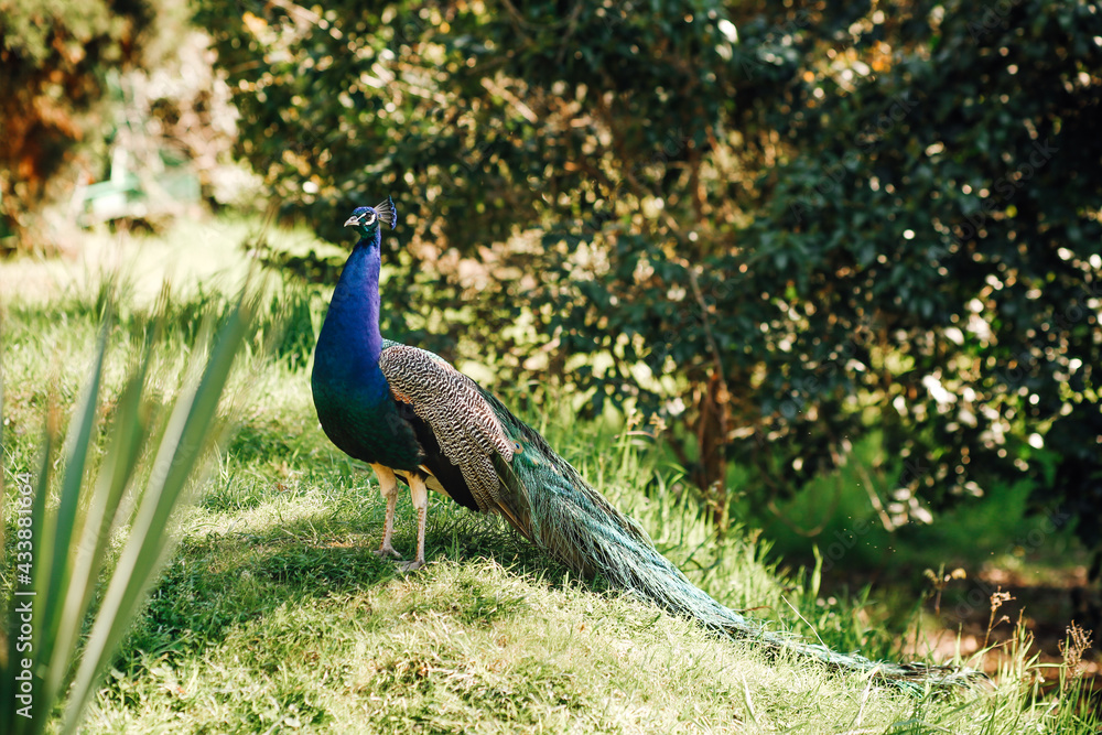 Fototapeta premium Closeup shot of a male peacock in nature