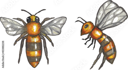 watercolor bees. vector illustration. EPS format