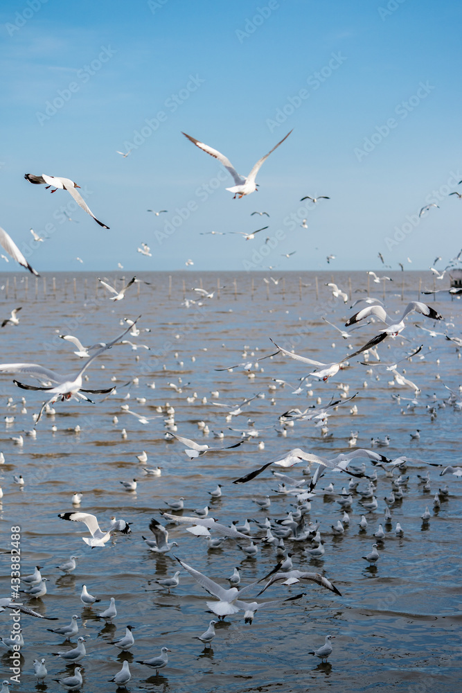 Seagull flying, over the ocean.