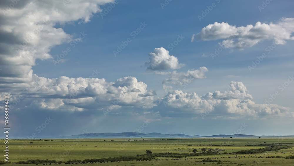 African landscape. The endless savanna is covered with green grass. Countless herds of herbivores graze. On the horizon is a mountain range. There are picturesque cumulus clouds in the sky. Kenya.
