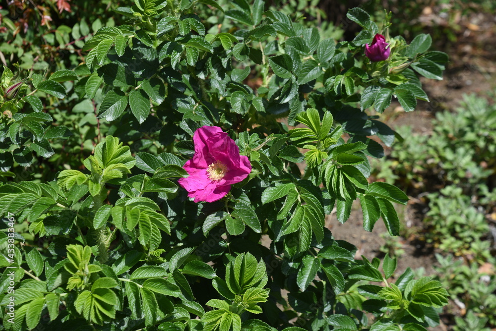 Ramanas rose. Rosaceae deciduous shrub.