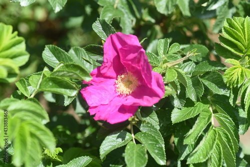 Ramanas rose. Rosaceae deciduous shrub.