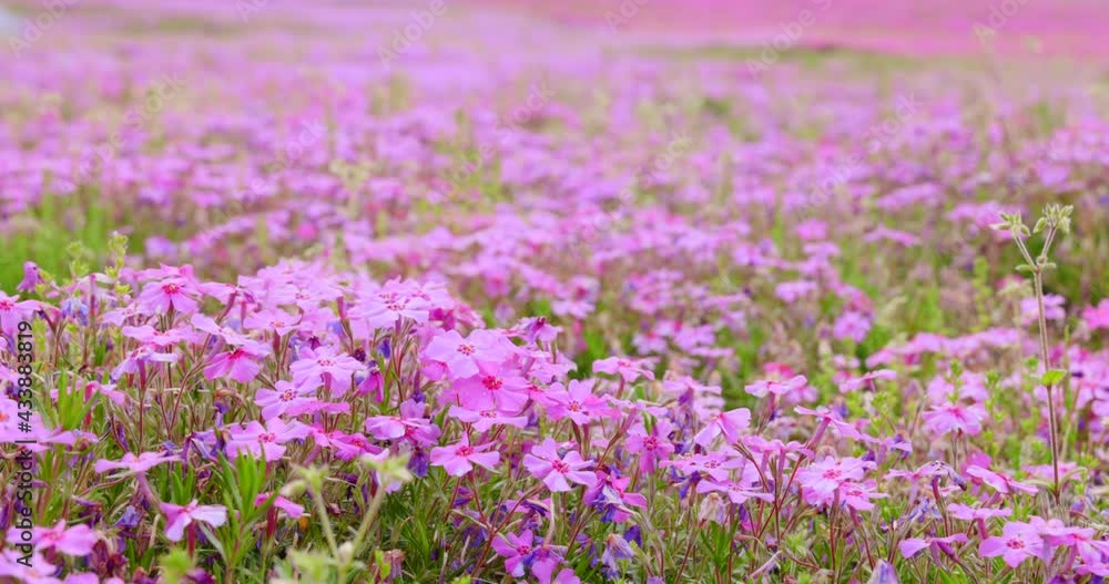 カラフルで綺麗な瑞々しい芝桜 カラフルで綺麗な瑞々しい芝桜