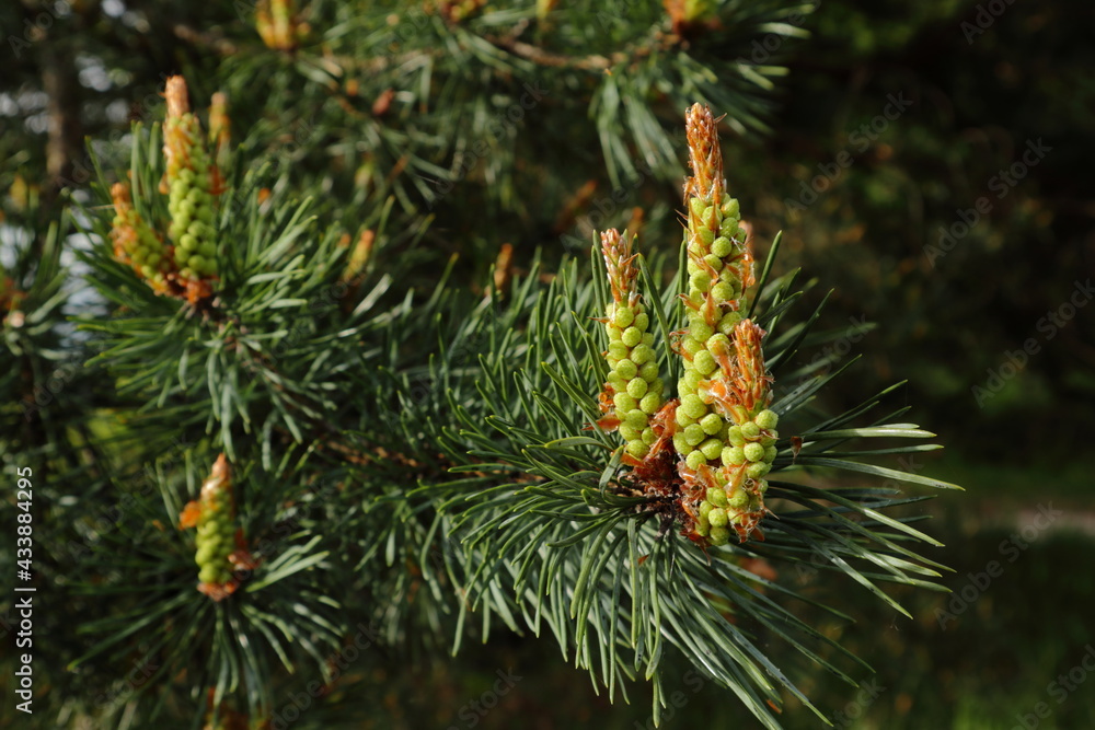 Male pollen cones (microstrobili) of a pine tree producing pollen in spring. Close-up of Pinus branch with fresh needles and reproductive structures Male pollen cones (microstrobili) of a pine tree producing pollen in spring. Close-up of Pinus branch with fresh needles and reproductive structures