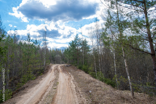 A dirt road among low pines and birches on a spring day.