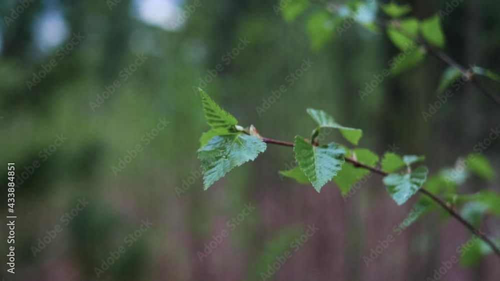 Blooming leaves of birch in spring. Branch of a tree. Spring bright concept. Blooming leaves of birch in spring. Branch of a tree. Spring bright concept.