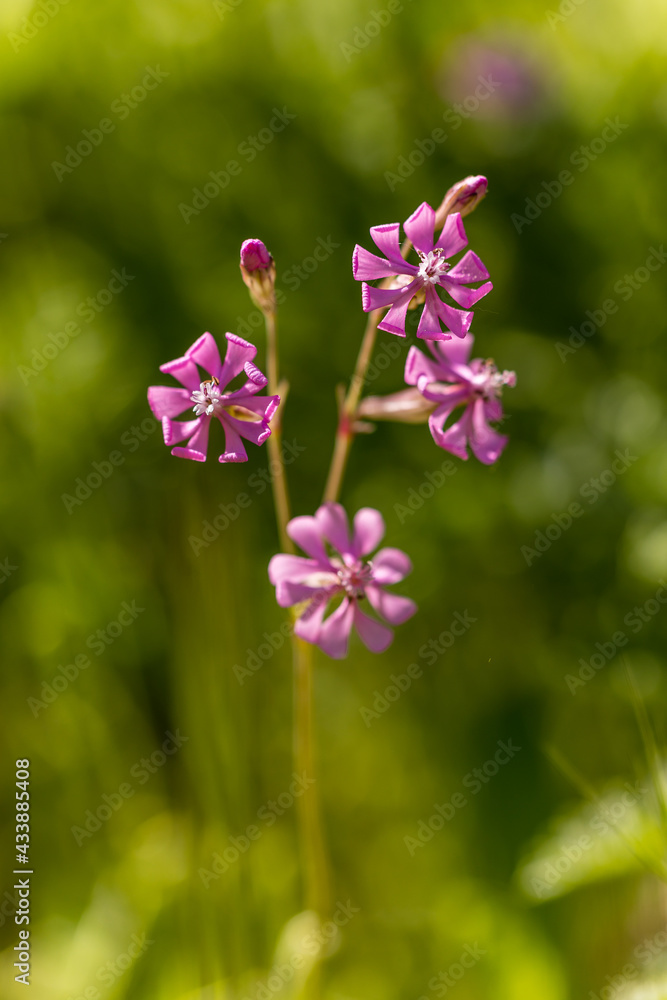 Silene Colorata Calleja flower in the Casa de Campo Silene Colorata Calleja flower in the Casa de Campo