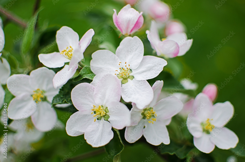 Gentle pink apple blossom on a spring branch outdoors Gentle pink apple blossom on a spring branch outdoors