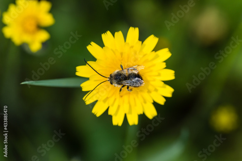 insect full of pollen on a dandelion flower in Madrid