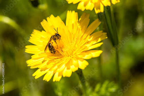 insect full of pollen on a dandelion flower in Madrid