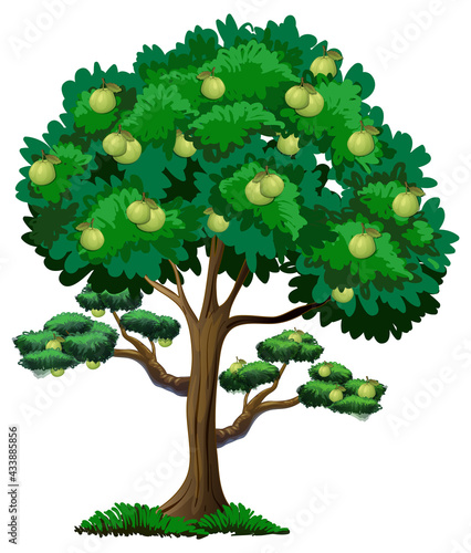 Guava fruit tree isolated on white background